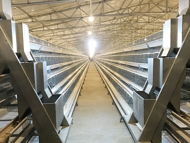 阶梯式自动化养殖设备